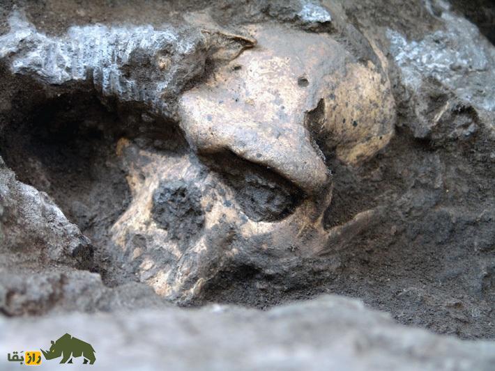 فسیل جمجمه انسان