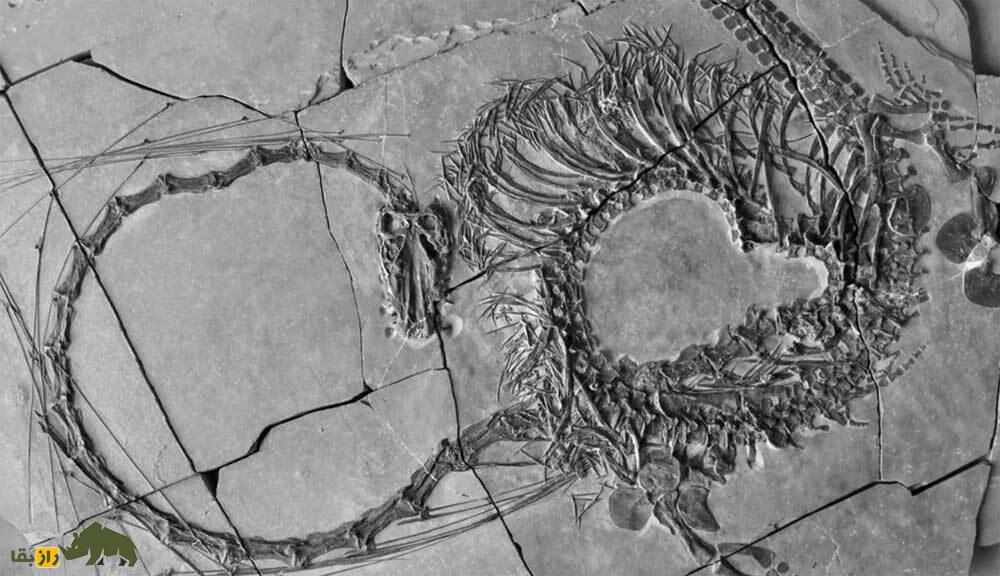 کشف فسیل ۲۴۰ میلیون ساله یک خزنده غولپیکر؛ این اژدهای واقعیست! فسیل ۲۴۰ میلیون ساله یک خزنده غولپیکر