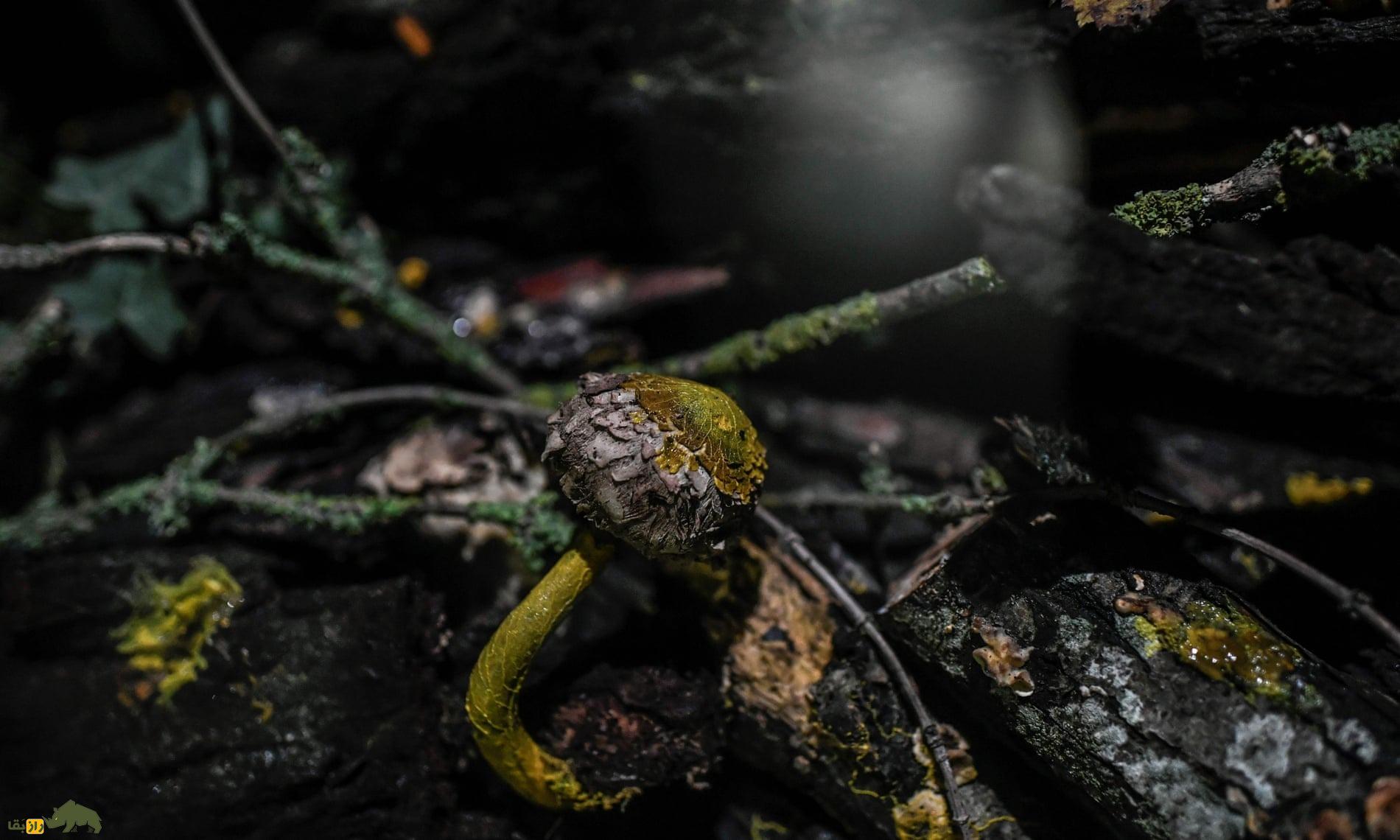 عجیب‌ترین موجود جهان؛ جانوری که ۷۲۰ عضو جنسی دارد!