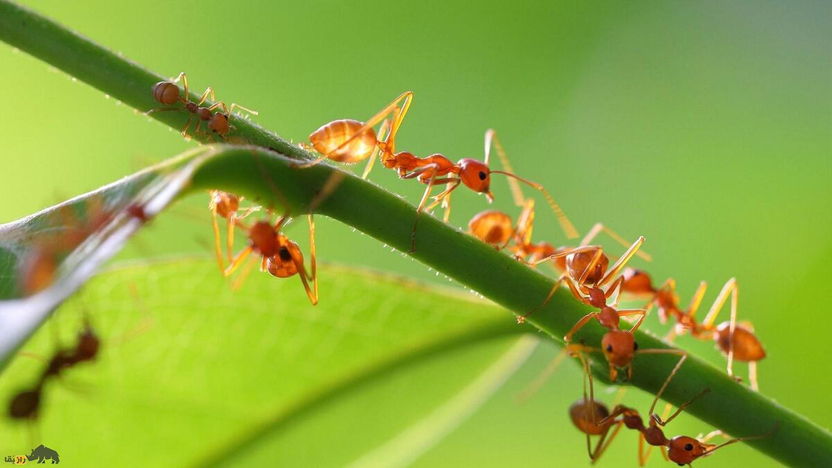 وقتی قانون طبیعت زیر پا گذاشته می‌شود؛ رابطه جنسی عجیب «مورچه دیوانه» دانشمندان را حیرت‌زده کرد