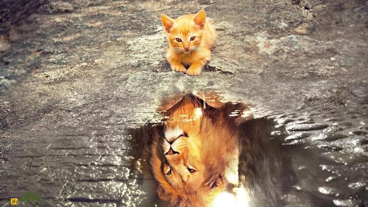 تاثیر عجیب «هورمون عشق» روی شیر‌ها؛ سلطان جنگل به بچه گربه تبدیل شد!