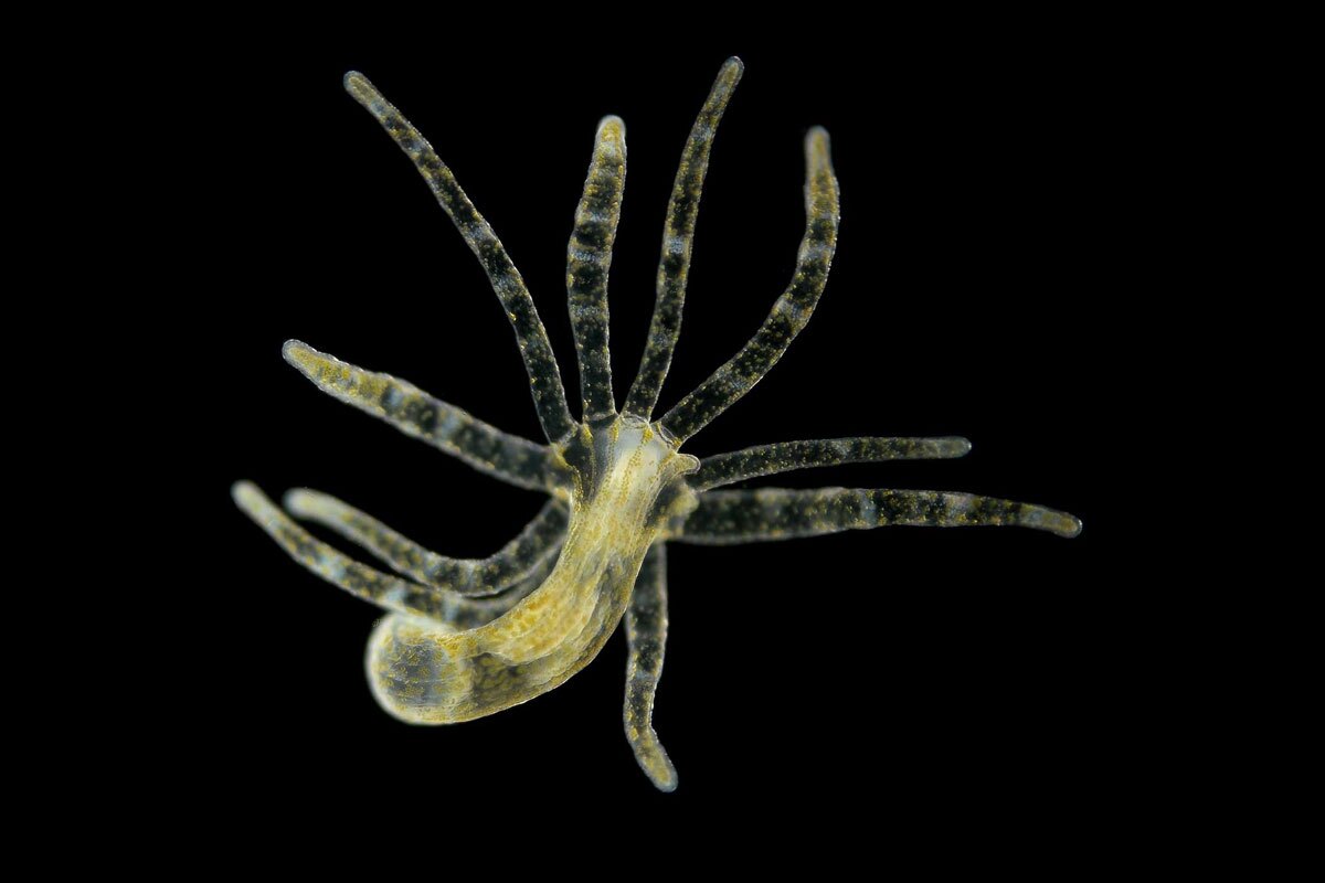 آیا این جانور عجیب انسان را به آرزوی جاودانگی میرساند؟ آیا این جانور عجیب انسان را به آرزوی جاودانگی میرساند؟