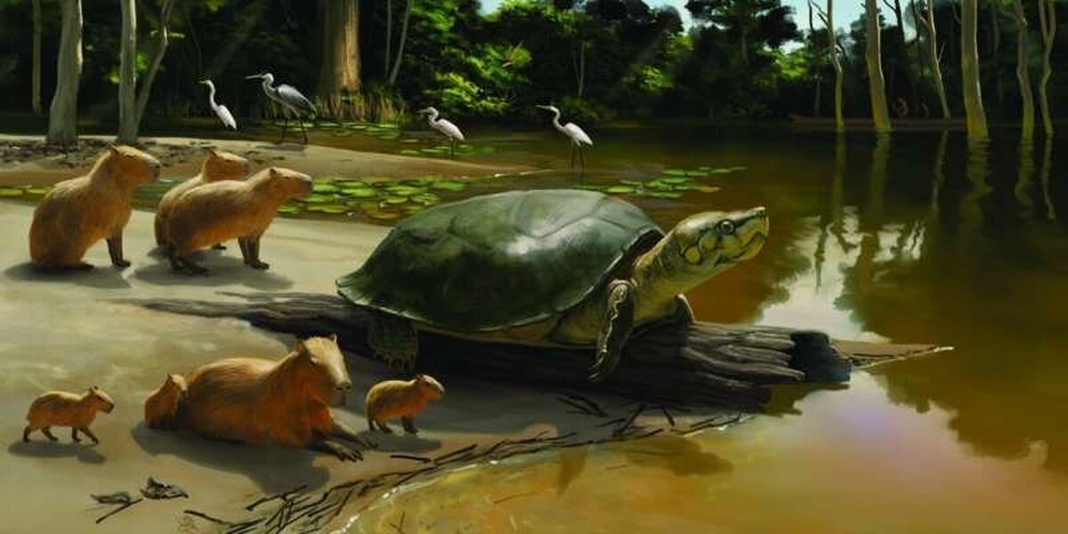 (عکس) کشف لاک‌پشت غول‌پیکر ۴۰ هزار ساله