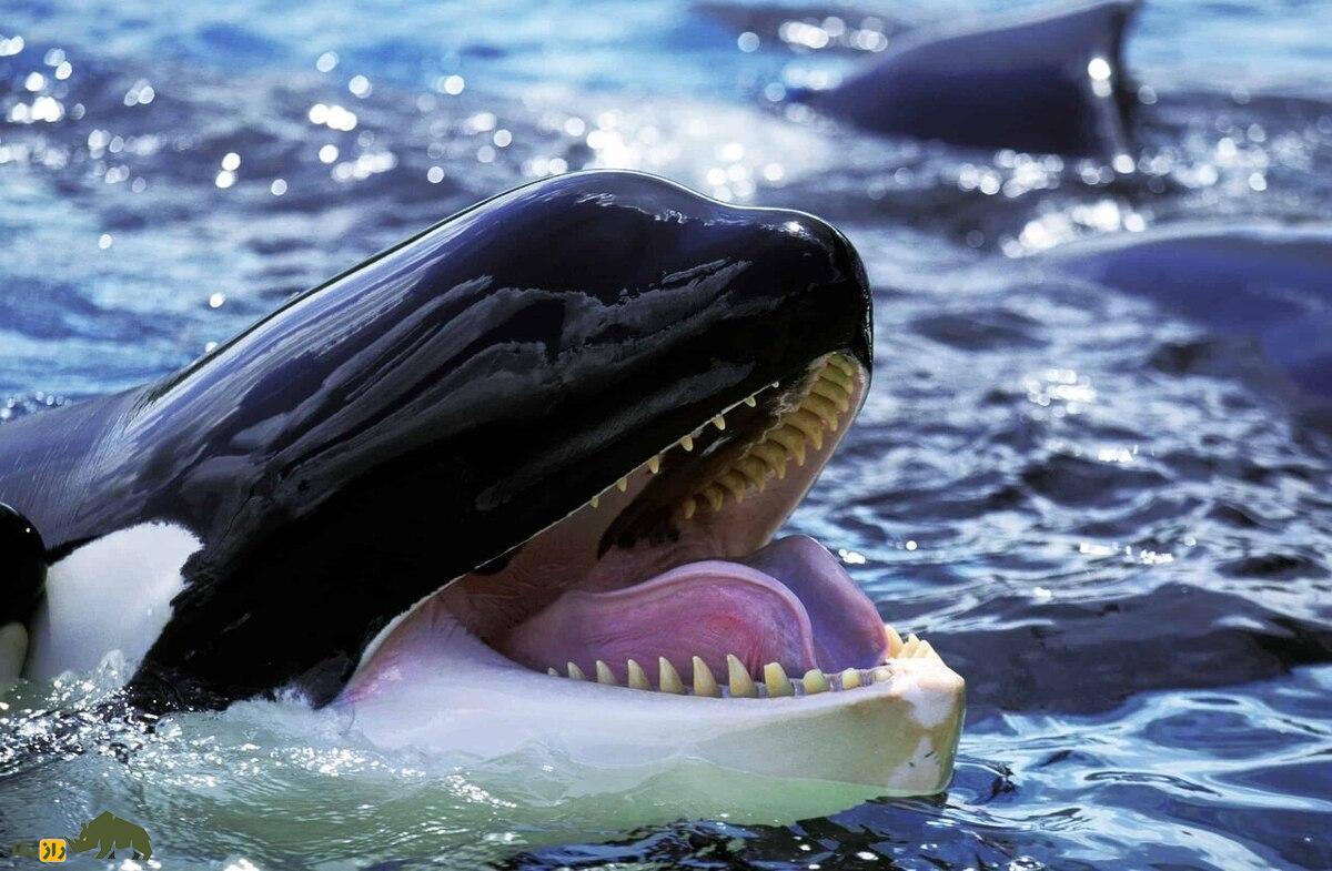 چرا نهنگ‌هایی که یائسه می‌شوند بیشتر عمر می‌کنند؟