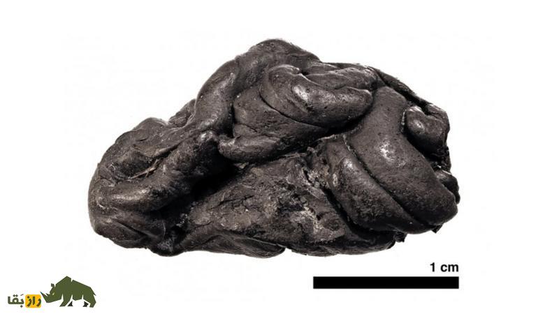 اسرار یک آدامس باستانی؛ رازهای «لولا» برملا شد! یک آدامس باستانی