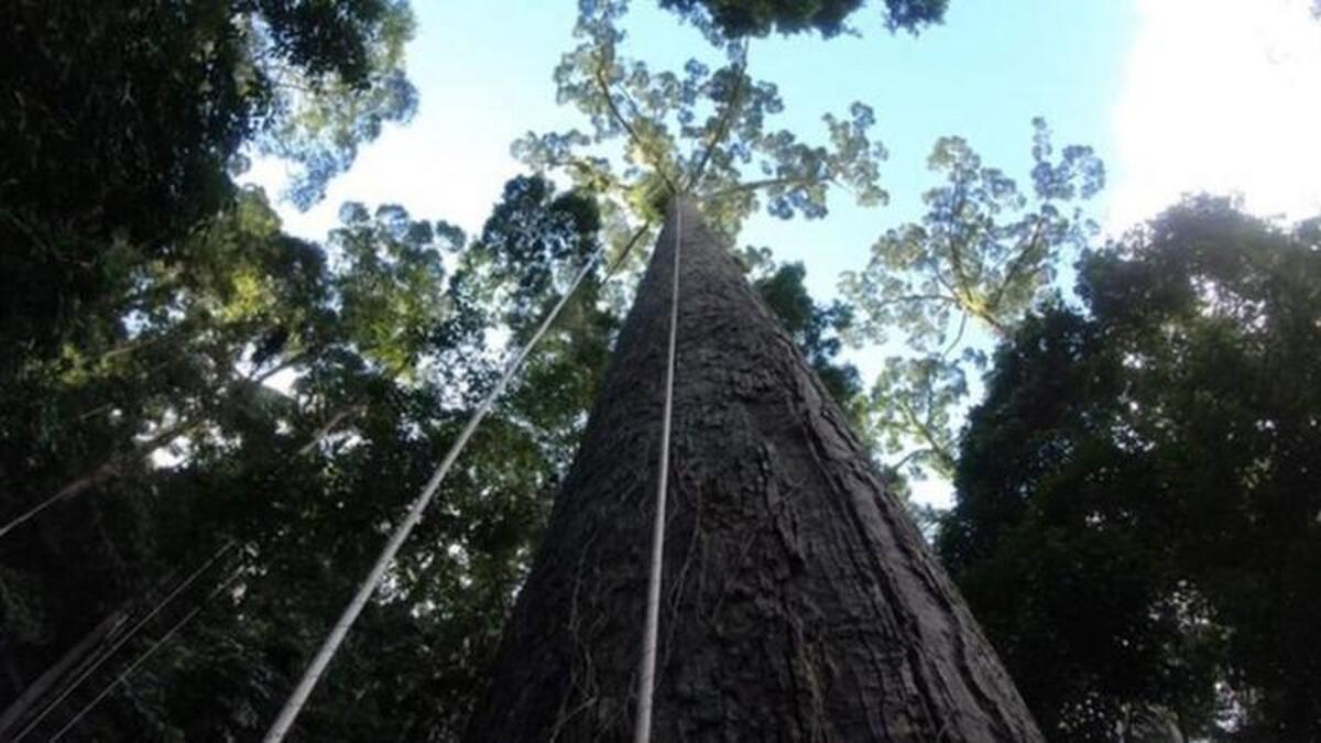 (عکس) مناره؛ بلندترین درخت دنیا کشف شد