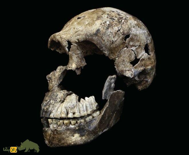 رازهای «مهد بشر»؛ انسان نالدی دانشمندان را شگفتزده کرد! رازهای «مهد بشر»؛ انسان نالدی دانشمندان را شگفتزده کرد!