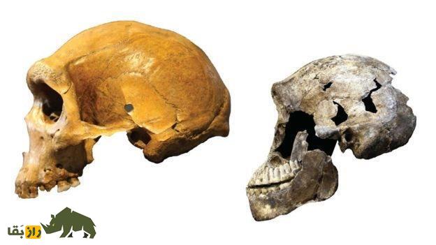 رازهای «مهد بشر»؛ انسان نالدی دانشمندان را شگفتزده کرد! رازهای «مهد بشر»؛ انسان نالدی دانشمندان را شگفتزده کرد!