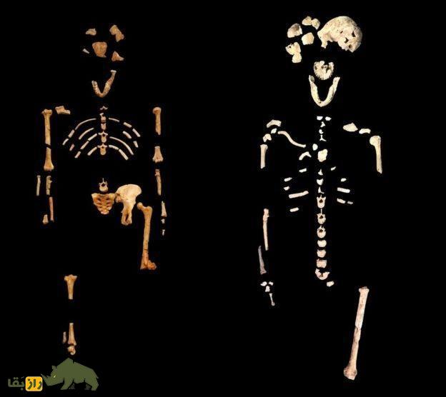 رازهای «مهد بشر»؛ انسان نالدی دانشمندان را شگفتزده کرد! رازهای «مهد بشر»؛ انسان نالدی دانشمندان را شگفتزده کرد!