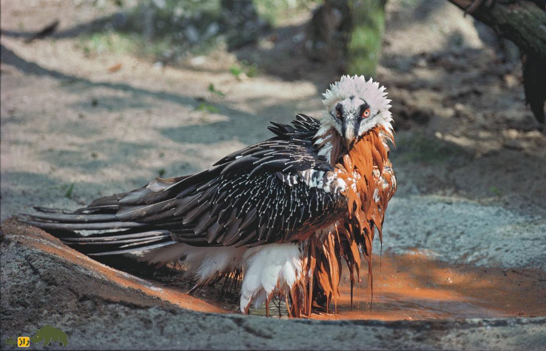 «همای سعادت» در آسمان ایران؛ چرا این پرنده برای ایرانیها مهم است؟ «همای سعادت» در آسمان ایران؛ چرا این پرنده برای ایرانیها مهم است؟