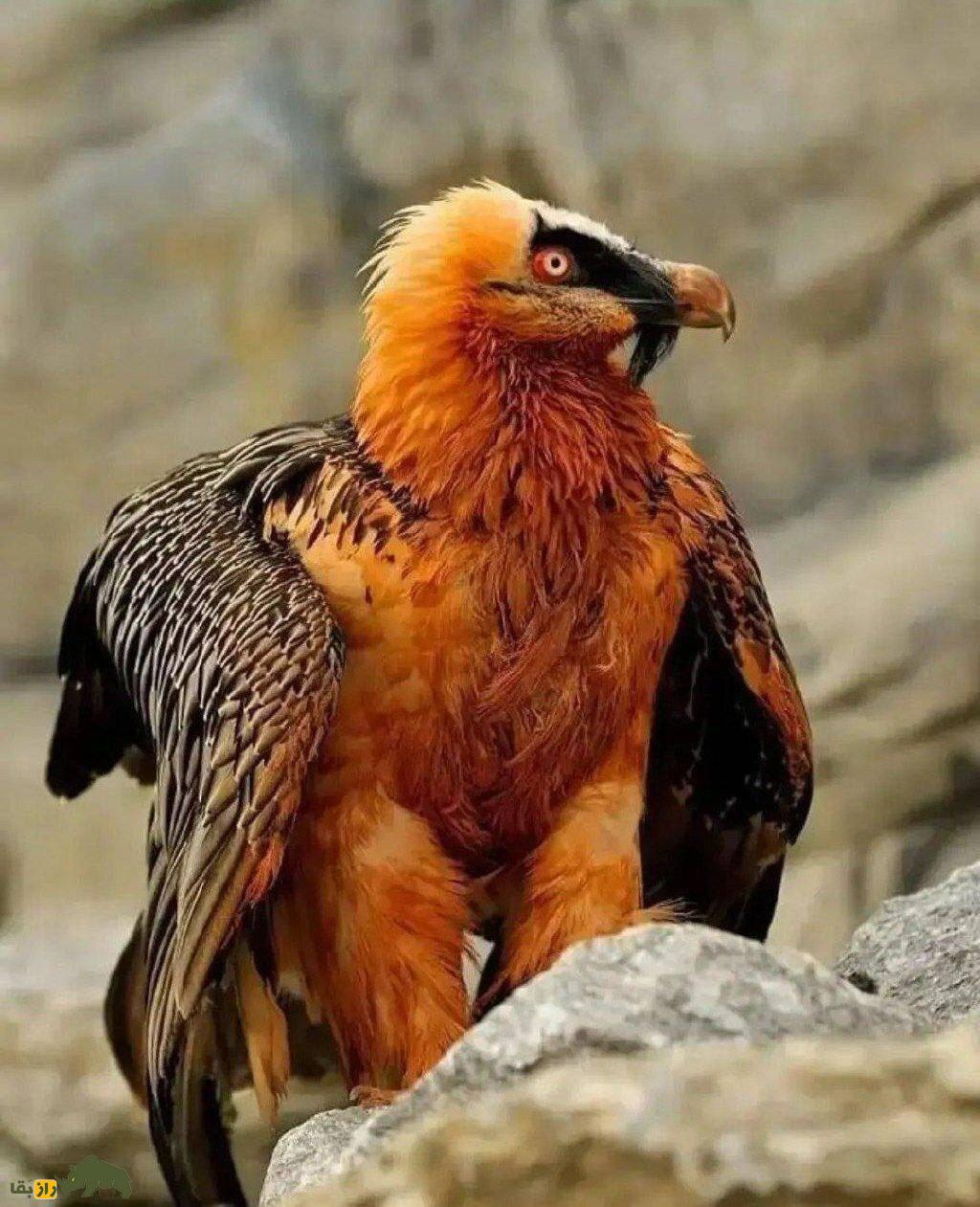 «همای سعادت» در آسمان ایران؛ چرا این پرنده برای ایرانیها مهم است؟ «همای سعادت» در آسمان ایران؛ چرا این پرنده برای ایرانیها مهم است؟