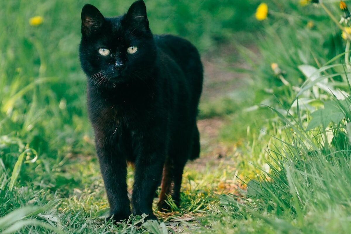 تاریخ تاریک گربه سیاه؛ چرا آنها نماد شیطان و بدشانسی شدند؟