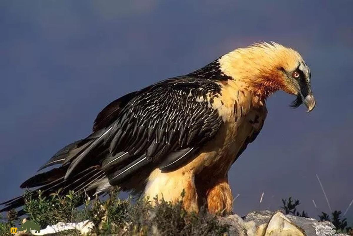 پرنده همای سعادت