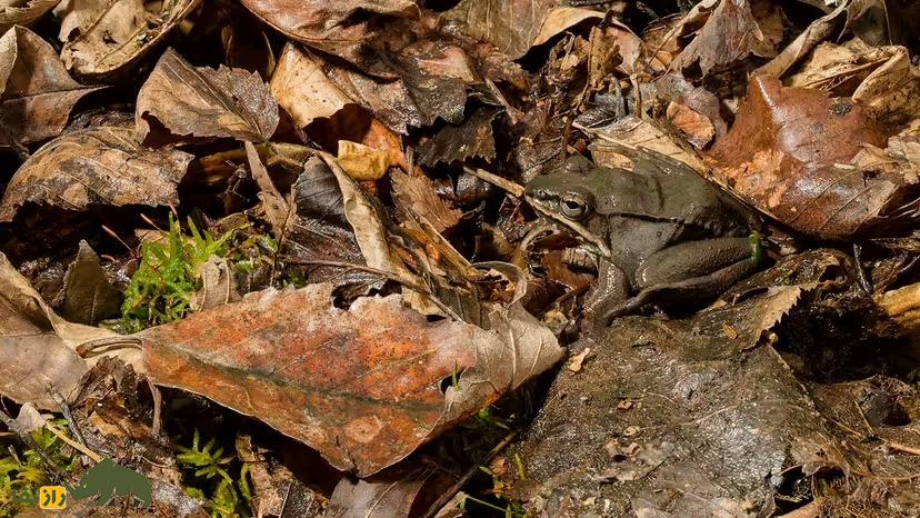 قورباغه چوبی