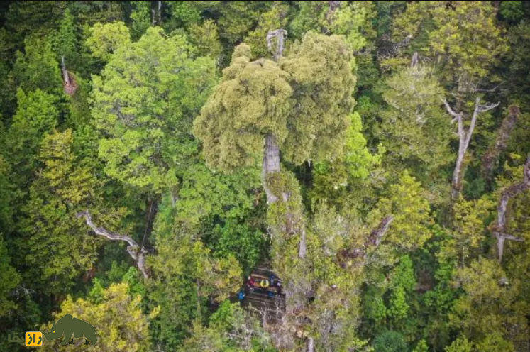 درخت قدیمی در جنگل