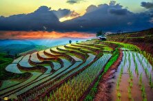 برنج از کجا آمد و چگونه پرورش یافت؟