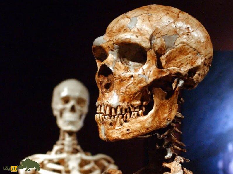 چرا نئاندرتال‌ها منقرض شدند و ما ماندیم؟