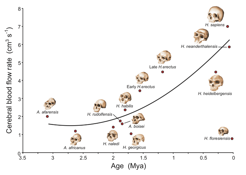 چگونه انسانها با هجوم خون به مغزشان باهوشتر شدند؟ چگونه انسانها با هجوم خون به مغزشان باهوشتر شدند؟