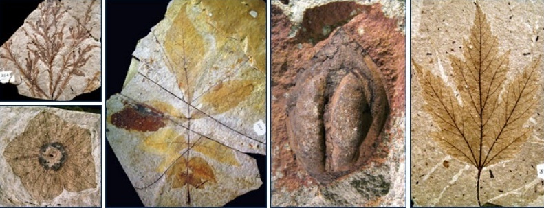 همۀ گلهایی که میشناسیم چطور به وجود آمده اند؟ همۀ گلهایی که میشناسیم چطور به وجود آمده اند؟