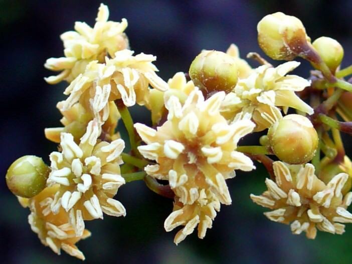 همۀ گلهایی که میشناسیم چطور به وجود آمده اند؟ همۀ گلهایی که میشناسیم چطور به وجود آمده اند؟