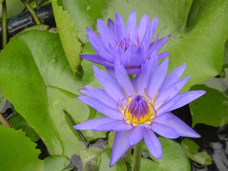 همۀ گلهایی که میشناسیم چطور به وجود آمده اند؟ همۀ گلهایی که میشناسیم چطور به وجود آمده اند؟