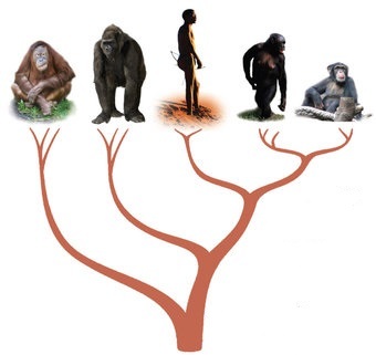 اگر فرگشت واقعیت دارد، چرا همه میمون‌ها به انسان تبدیل نشدند؟