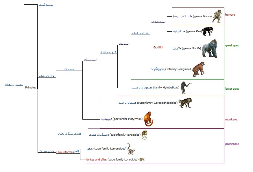اگر فرگشت واقعیت دارد، چرا میمون‌ها هنوز وجود دارند؟