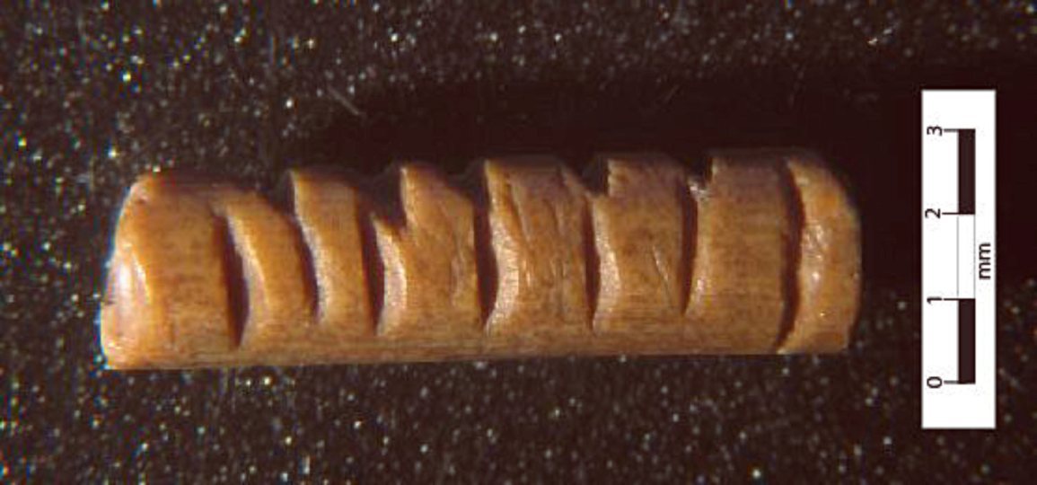 انسان‌ها چگونه نسبت به نئاندرتال‌ها دوام آورده اند؟