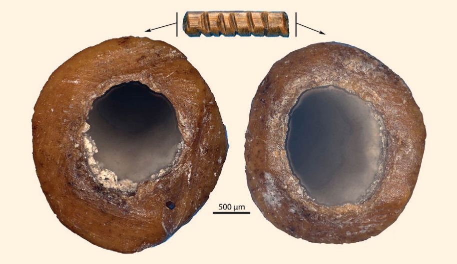 انسان‌ها چگونه نسبت به نئاندرتال‌ها دوام آورده اند؟