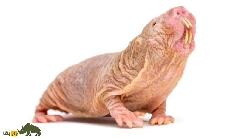 عجیبترین حیوانات روی زمین کدامند؟ از موش حفار لخت تا ایگوانای گالاپاگوس موش حفار لخت