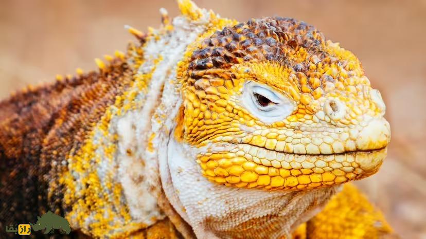 عجیبترین حیوانات روی زمین کدامند؟ از موش حفار لخت تا ایگوانای گالاپاگوس ایگوانای گالاپاگوس