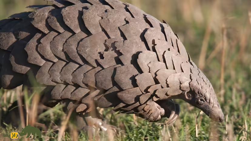 عجیبترین حیوانات روی زمین کدامند؟ از موش حفار لخت تا ایگوانای گالاپاگوس پانگولین