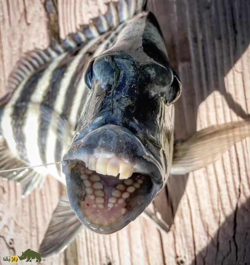 این ماهی عجیب دندان‌هایی شبیه انسان دارد؛ چرا؟!