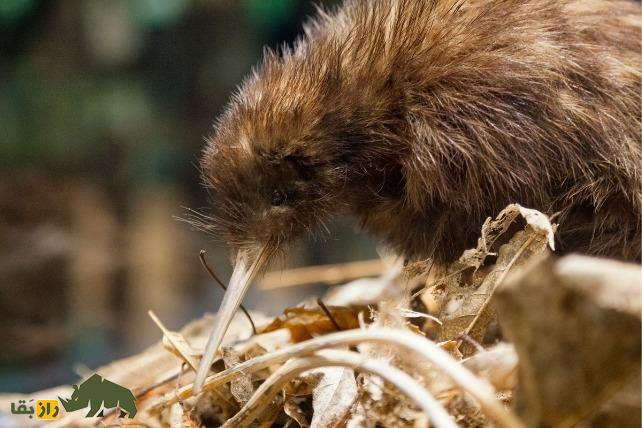 «شجرهنامه» خانوادگی جدید پرندگان رونمایی شد؛ یک راز بزرگ همچنان باقی ماند کیوی نیوزیلندی
