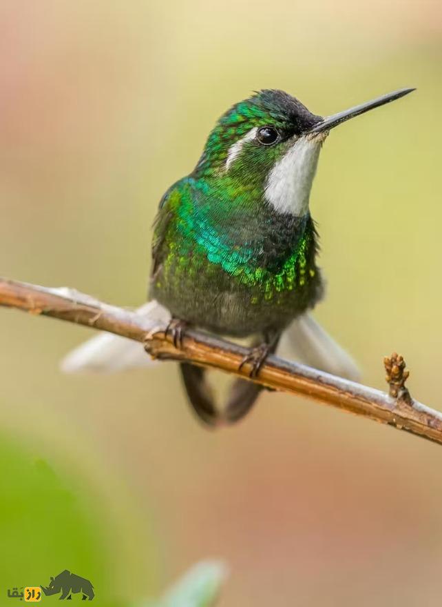 «شجرهنامه» خانوادگی جدید پرندگان رونمایی شد؛ یک راز بزرگ همچنان باقی ماند مرغ مگسخوار