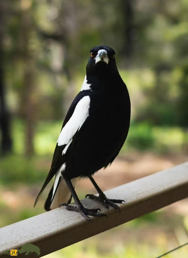 «شجرهنامه» خانوادگی جدید پرندگان رونمایی شد؛ یک راز بزرگ همچنان باقی ماند کلاغ استرالیایی