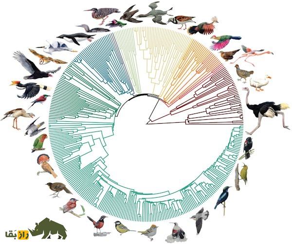 «شجرهنامه» خانوادگی جدید پرندگان رونمایی شد؛ یک راز بزرگ همچنان باقی ماند «شجرهنامه» خانوادگی جدید پرندگان