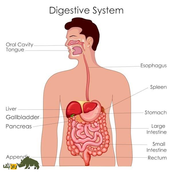 چرا برخی از بادهای معده بو میدهند و برخی نه؟ و چرا برخی از بادهای معده گرم و داغند؟ چرا برخی از بادهای معده بو میدهند و برخی نه؟ و چرا برخی از بادهای معده گرم و داغند؟