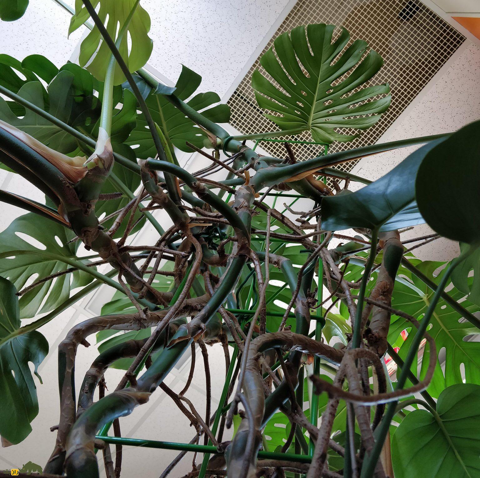 کشف عجیب محققان؛ گیاهان جیغ میزنند، ناله میکنند، فحش میدهند! کشف عجیب محققان؛ گیاهان جیغ میزنند، ناله میکنند، فحش میدهند!