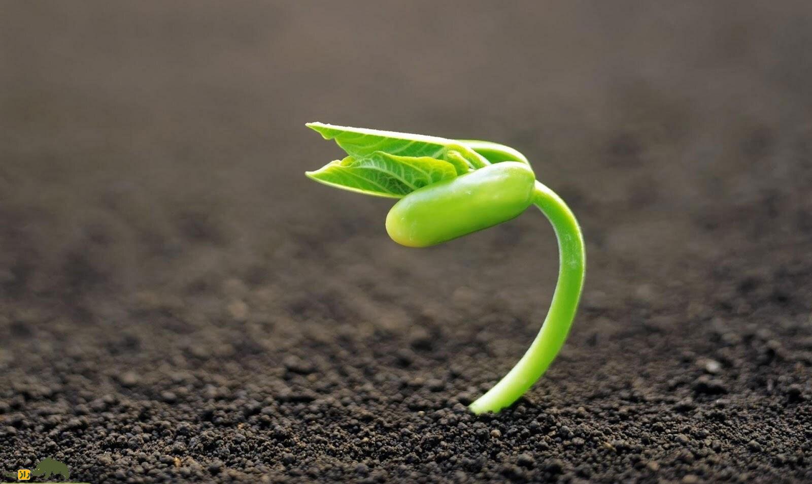 کشف عجیب محققان؛ گیاهان جیغ میزنند، ناله میکنند، فحش میدهند! کشف عجیب محققان؛ گیاهان جیغ میزنند، ناله میکنند، فحش میدهند!