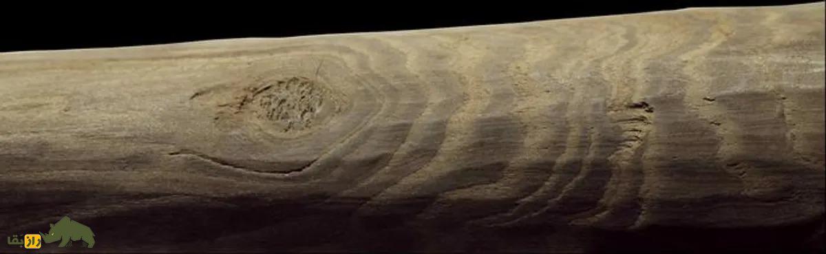 کشف ابعاد جدیدی از زندگی نئاندرتال‌ها با چوب‌های ۳۰۰ هزار ساله