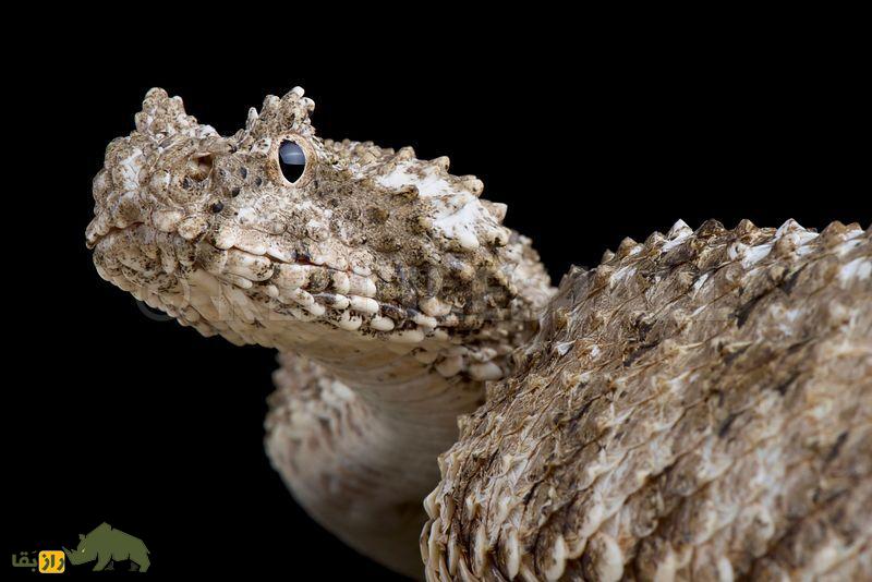 باهوش‌ترین شکارچی جهان در ایران زندگی می‌کند!