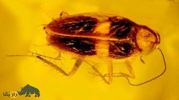 چطور رفیق صمیمی دایناسورها به دستشویی خانه ما راه پیدا کرد؟!