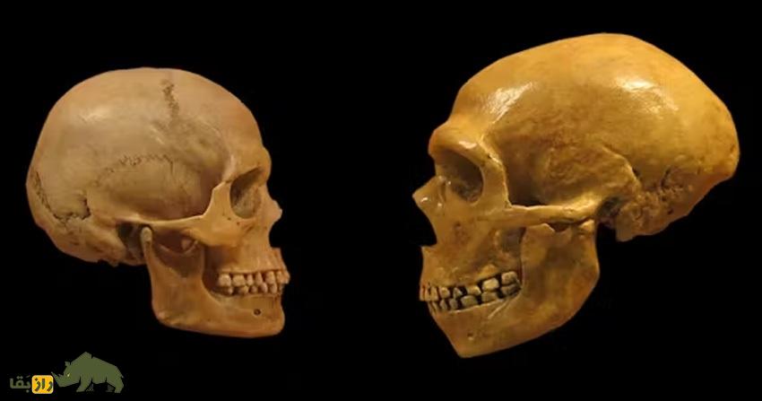 مردم در عصر حجر چگونه صحبت میکردند؟ مردم در عصر حجر چگونه صحبت میکردند؟