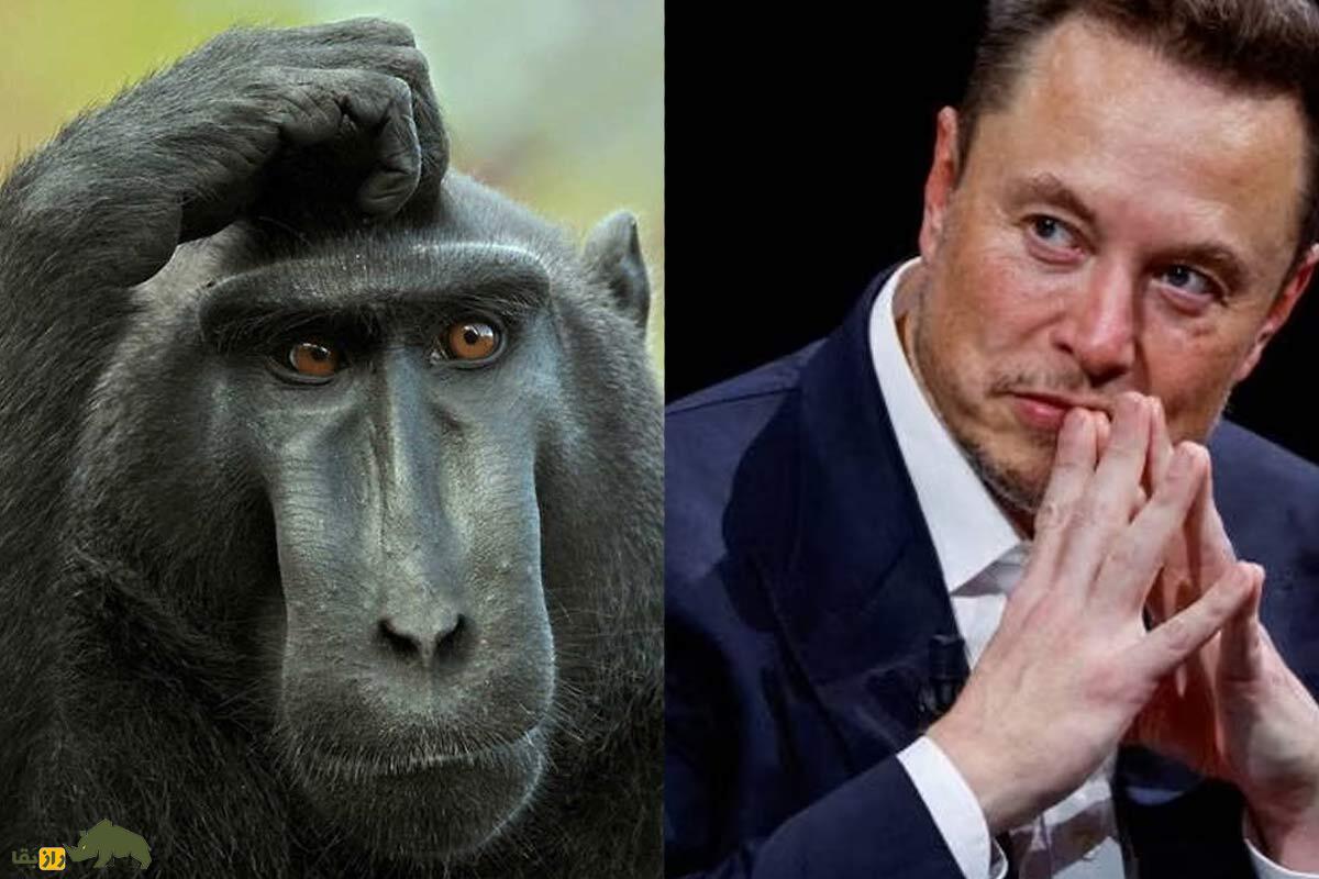 چه چیزی در مغز انسان هست که او را از حیوانات باهوشتر میکند؟ چه چیزی در مغز انسان هست که او را از حیوانات باهوشتر میکند؟