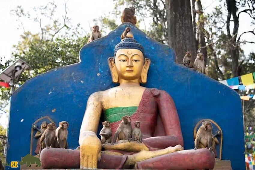 چه چیزی در مغز انسان هست که او را از حیوانات باهوشتر میکند؟ چه چیزی در مغز انسان هست که او را از حیوانات باهوشتر میکند؟