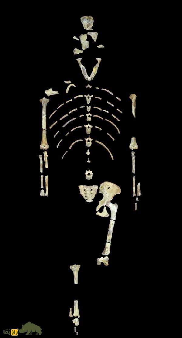 اولین «انسان» که بود و چگونه تکامل یافت؟ اولین «انسان» که بود و چگونه تکامل یافت؟