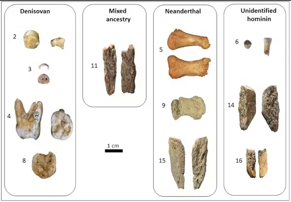 سرنخهای جدید و شگفتآور از زندگی و زمانه انسانتباری به نامِ دنیسووان (Denisovans) سرنخهای جدید و شگفتآور از زندگی و زمانه انسانتباری به نامِ دنیسووان (Denisovans)