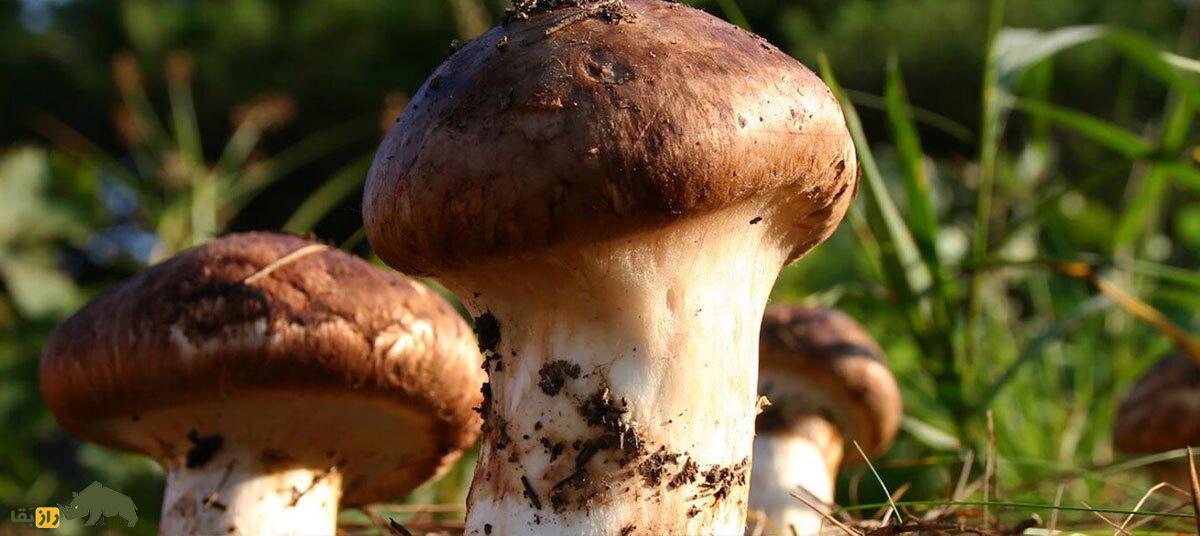 با «ماتسوتاکه» گران‌ترین قارچ جهان آشنا شوید