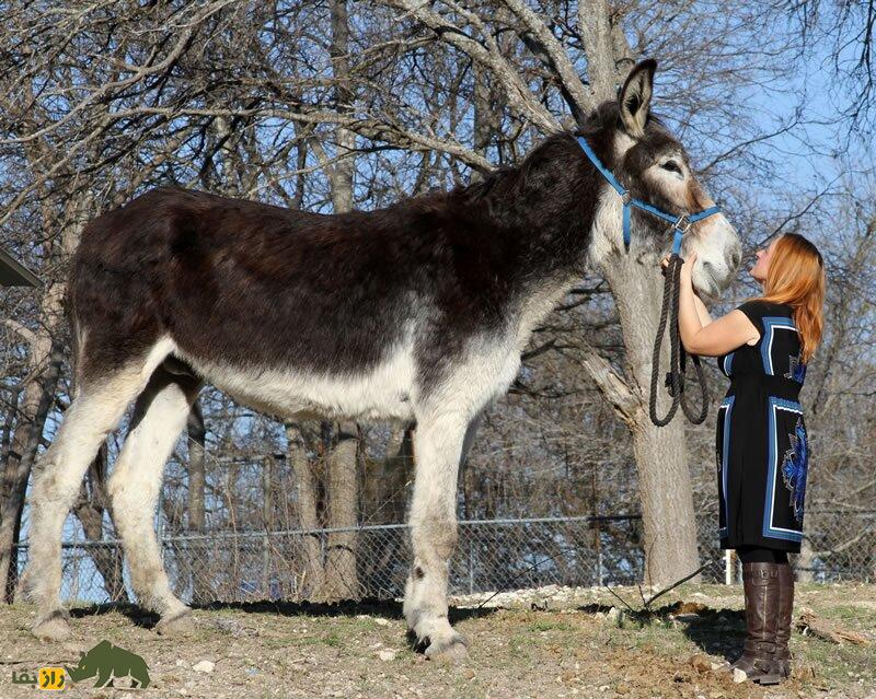 «رومولوس»، درازترین «خر» جهان را بشناسید! «رومولوس»، درازترین «خر» جهان را بشناسید!